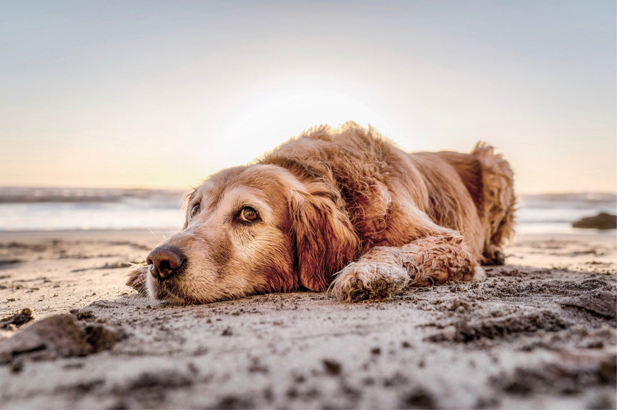 So hälst du deinen Hund kühl im Sommer