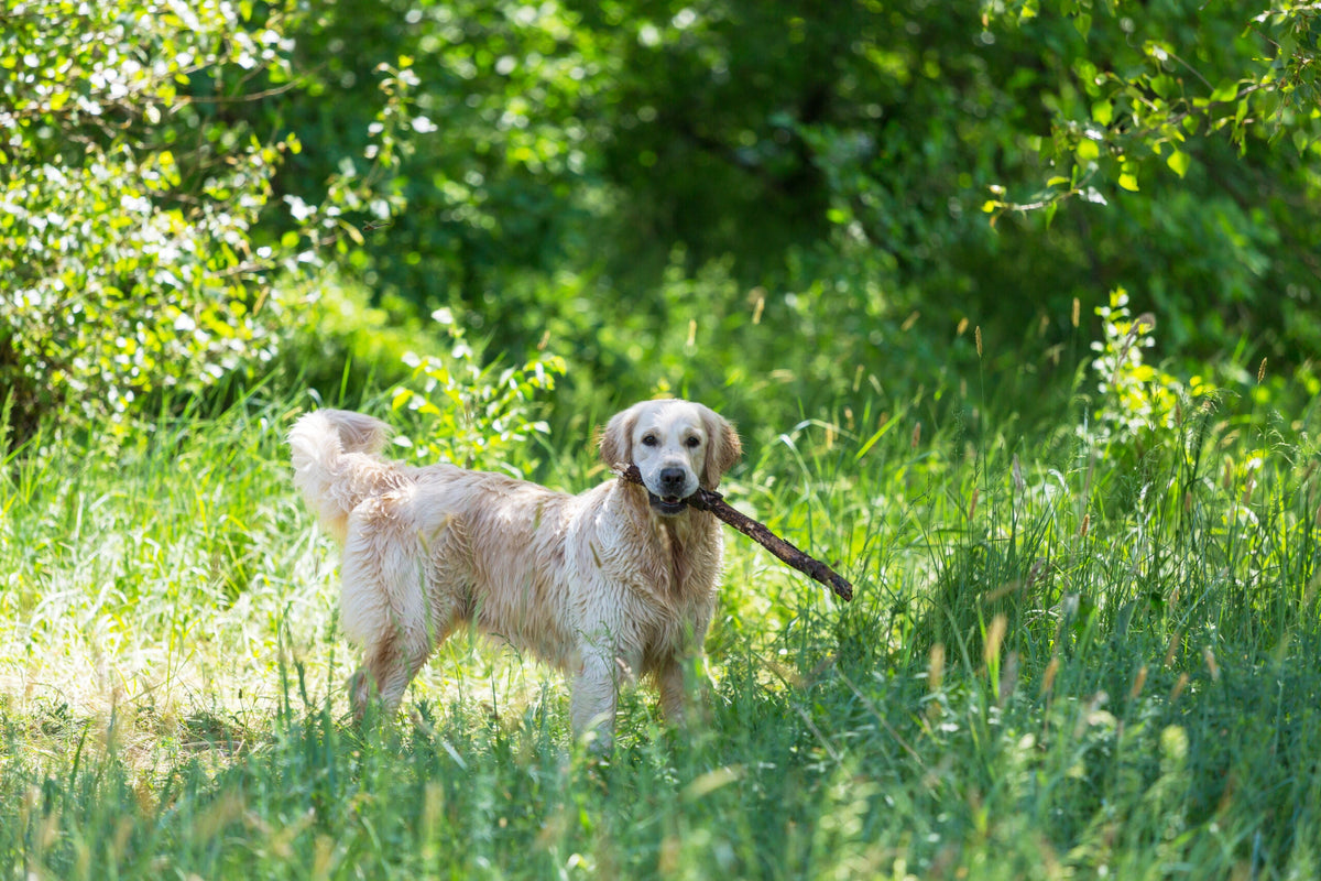 Auslaufgebiet für Hunde! 5 Tipps
