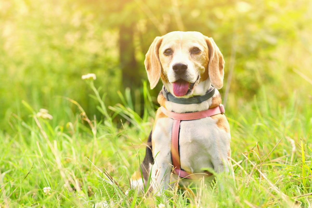 Hundesprache: Das will dir dein Hund sagen!