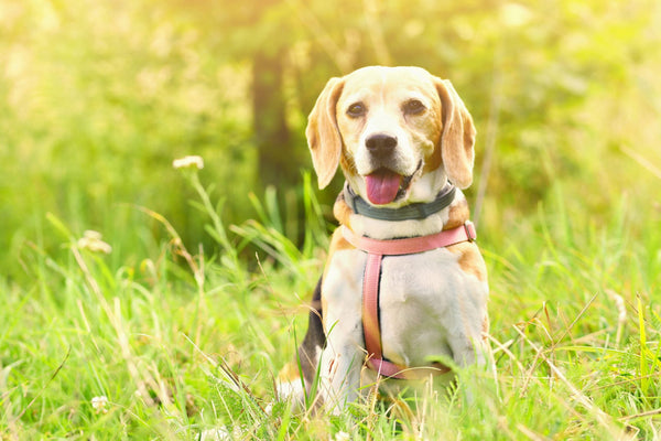 Hundesprache: Das will dir dein Hund sagen!