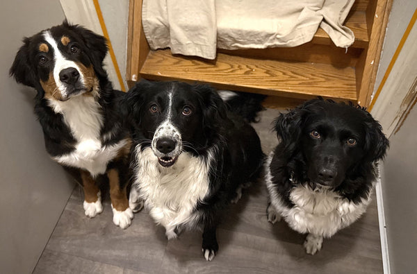 „Drei Hunde, eine Familie: Das Leben von Claudia und ihren Vierbeinern“