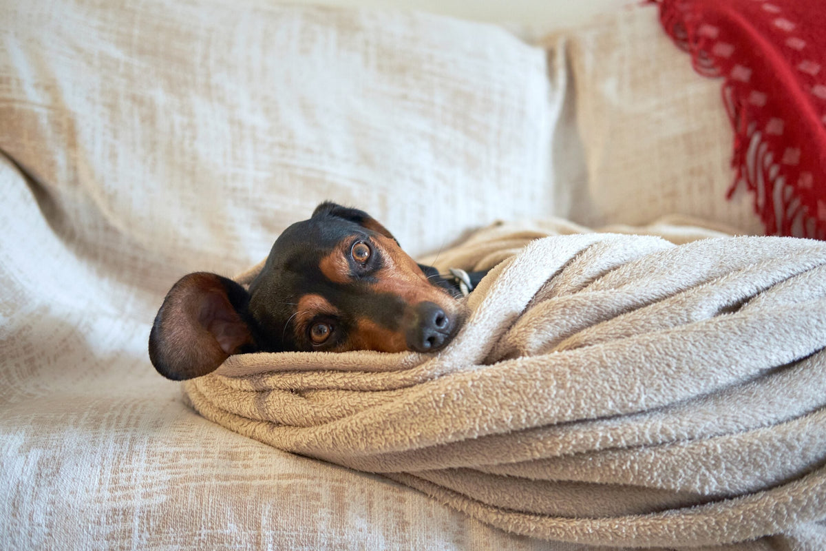 Spaziergang mit dem Hund bei kaltem Wetter? 5 Tipps!