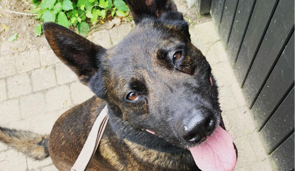Patricks Hunde: Diensthund Cairo und sein Nachfolger Teun  