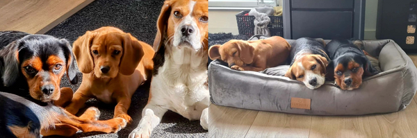 Die Beagliers von Anet lieben das Futter von DARF wie Leckerchen