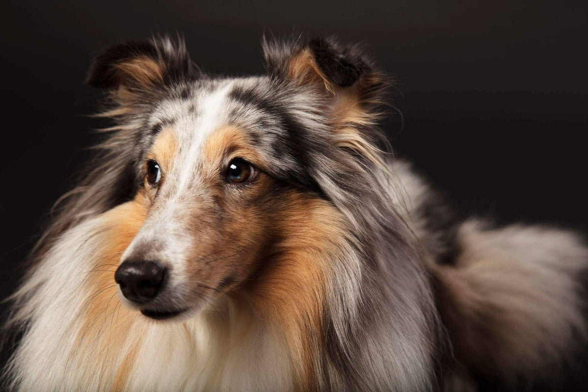 Sheltie “Gift” ist ein ganz besonderer Hund, wirklich ein Geschenk!