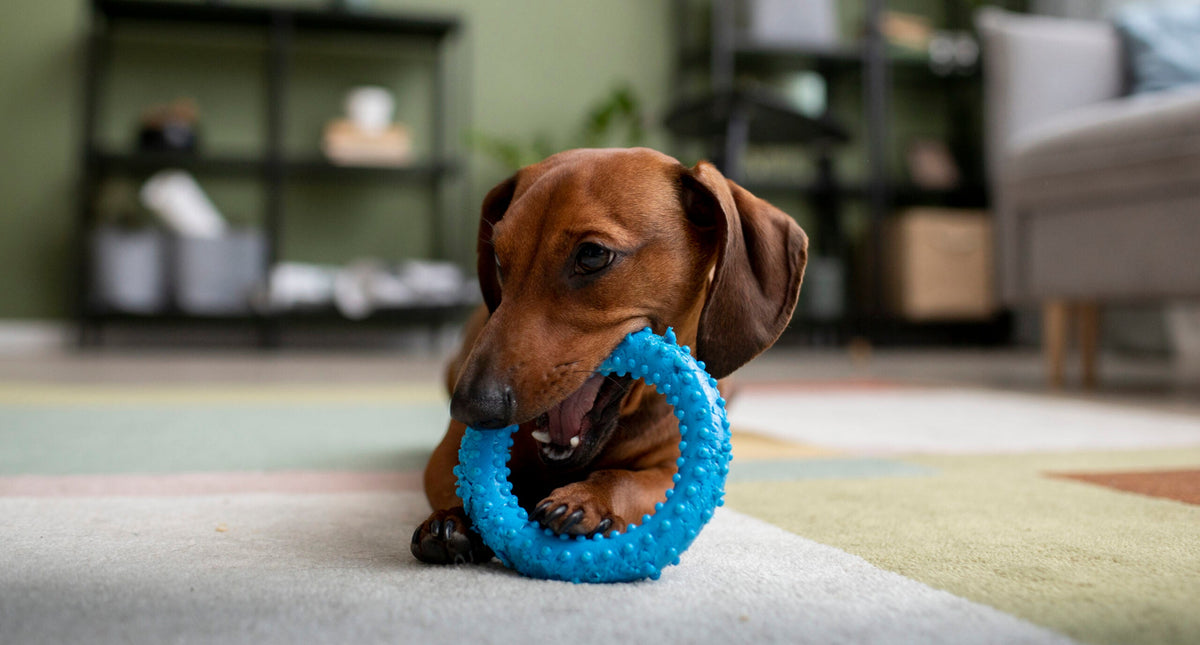 Warum kauen Hunde?
