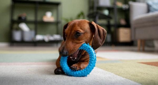 Warum kauen Hunde?