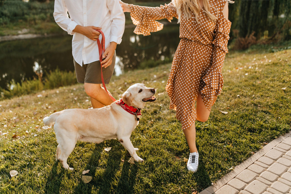 Mit dem Hund an der Leine spazieren gehen: Was klappt gut und was nicht?
