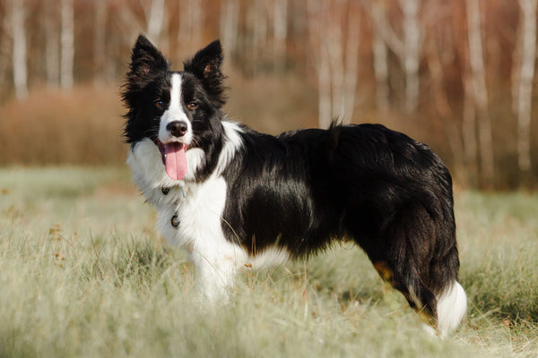 Border Collie: Alles, was du über diese intelligente und aktive Hunderasse wissen musst
