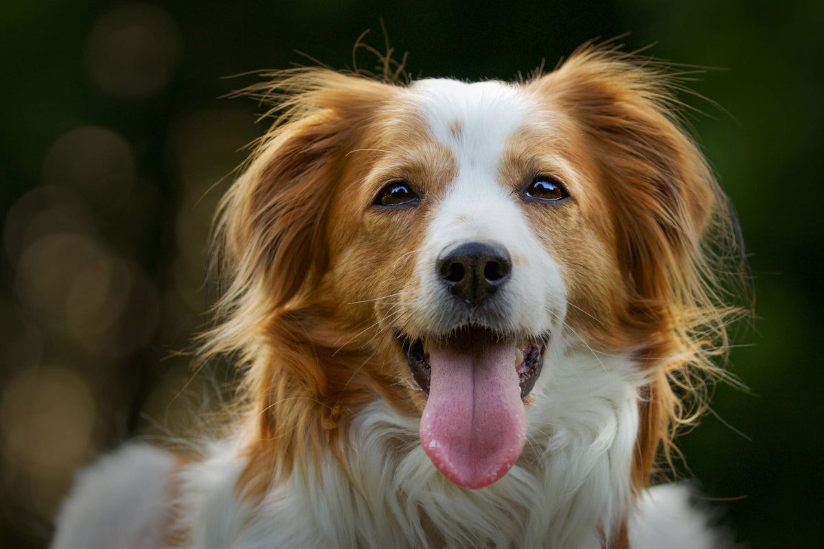 Woefstock: das natürliche Leckerli für Hunde