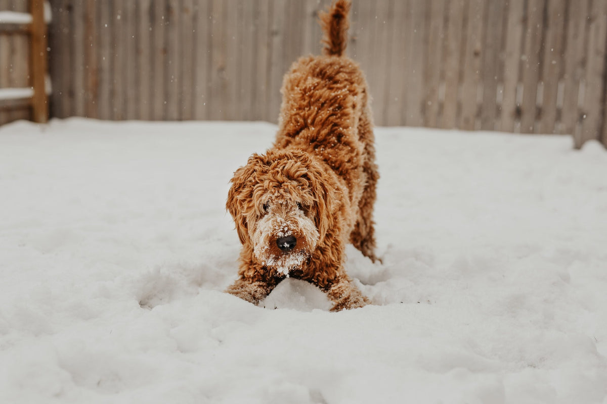 7 Tipps, um deinen Hund im Winter warm zu halten