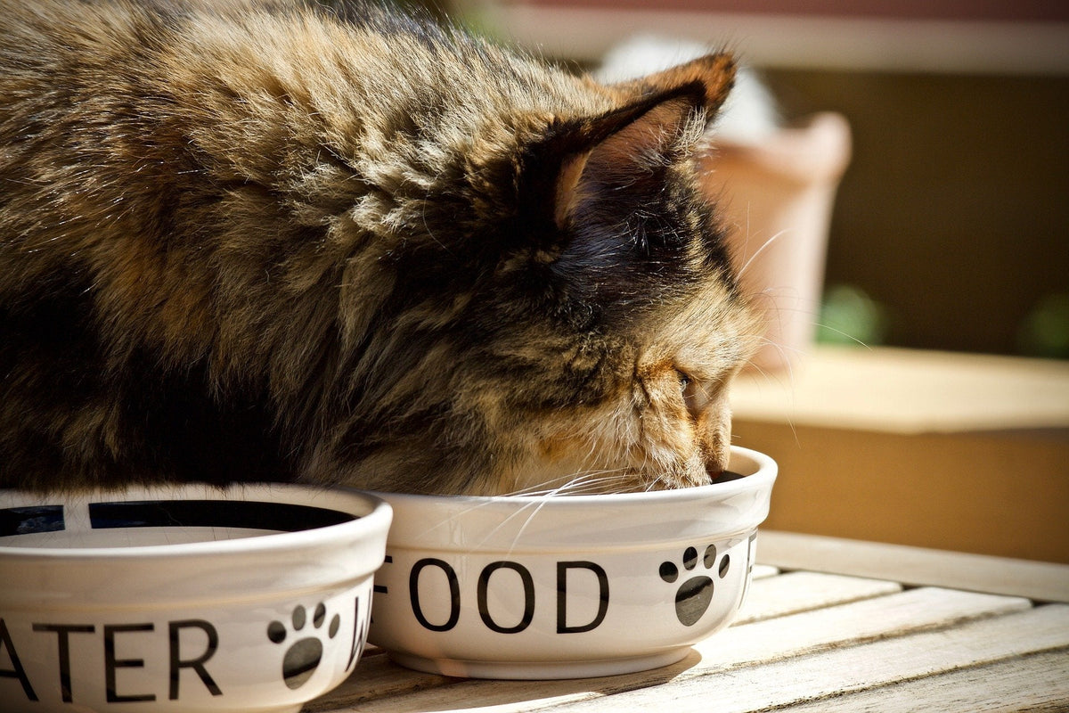 Wie lange kann eine Katze ohne Futter auskommen?