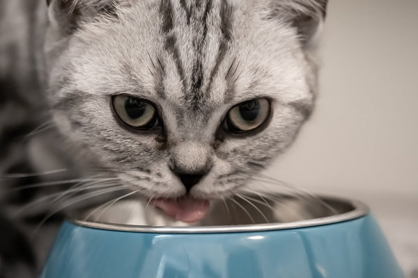 Das BARF-Prinzip: die 5er-Scheibe für deine Katze