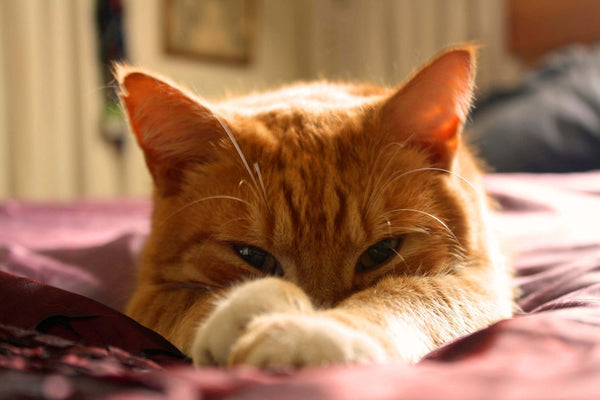 5 Gründe warum Katzen schnurren