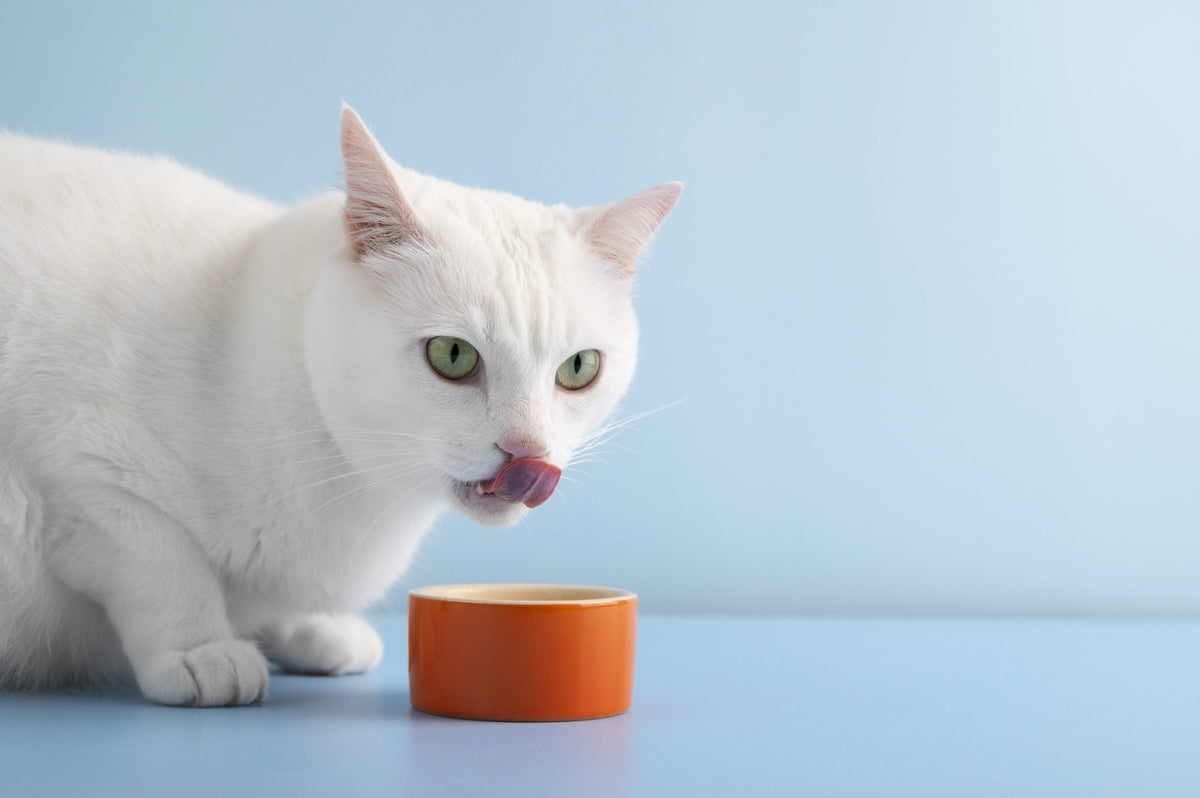 Wie kann man Katzenfutter attraktiver machen? Drei Ideen für deine wählerischen Esser(innen)