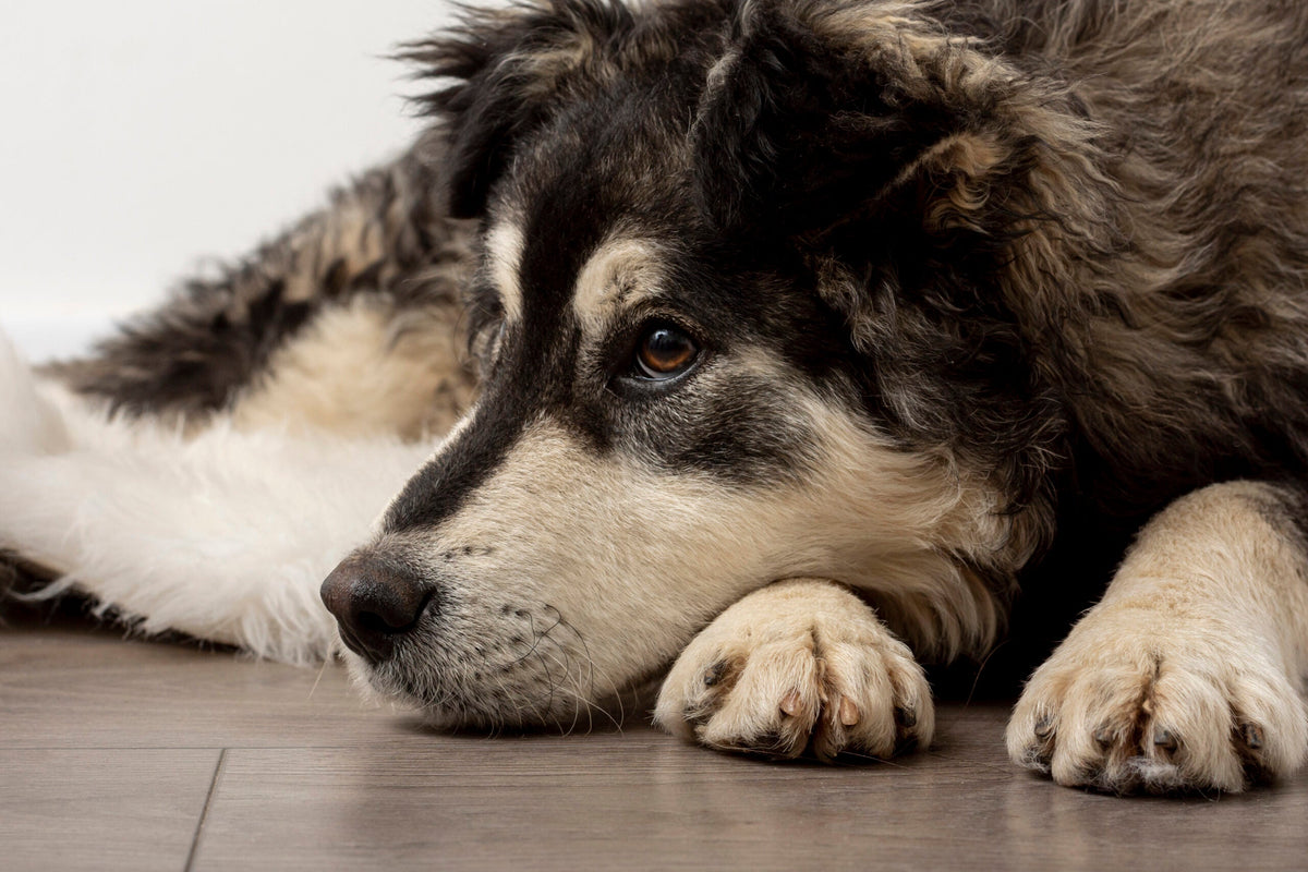 So übersteht man den Blauen Montag mit seinem Hund