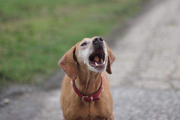 Andere Hunde anbellen. Wie gewöhnt man es seinem Hund ab?