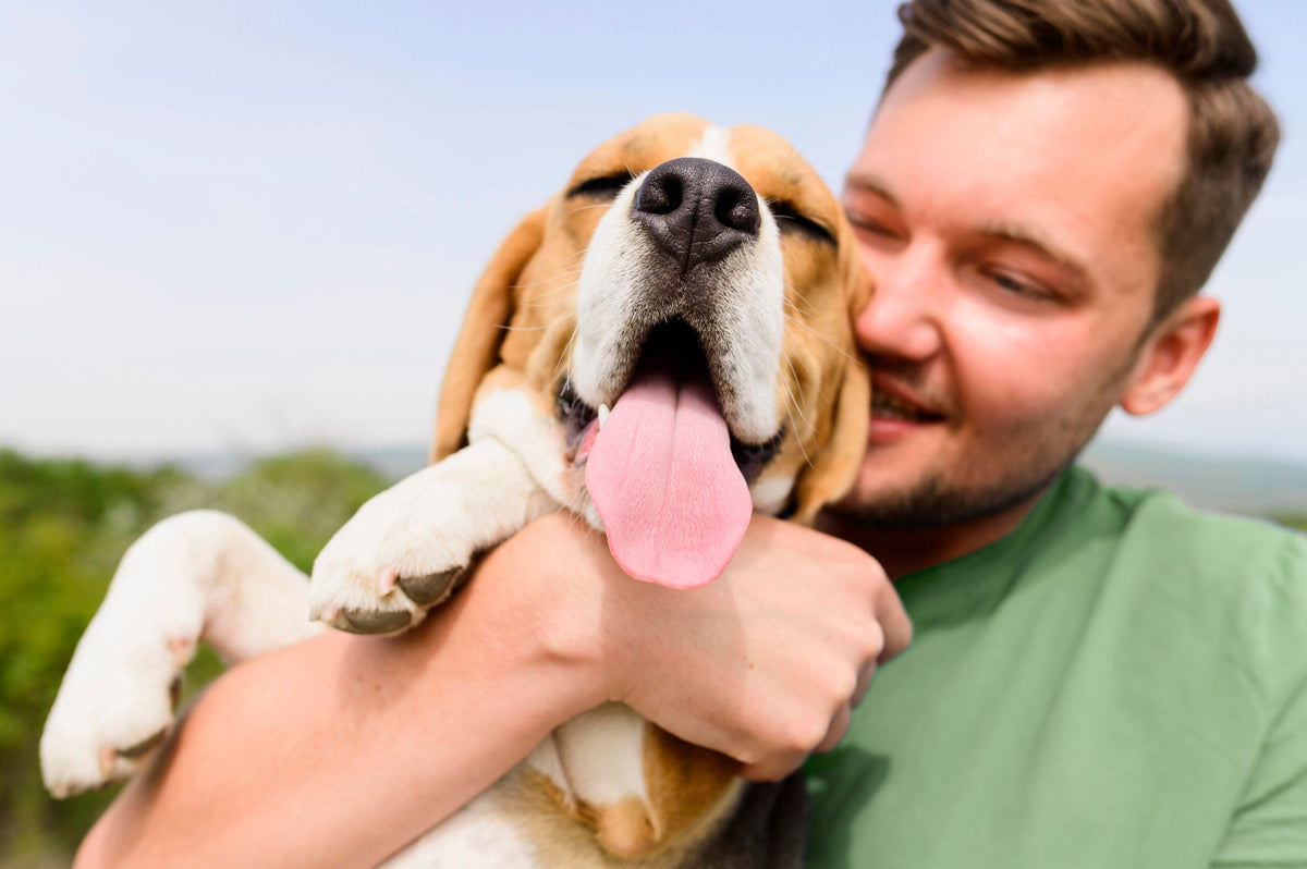 Warum ist biologisches Futter das Beste für dein Haustier?