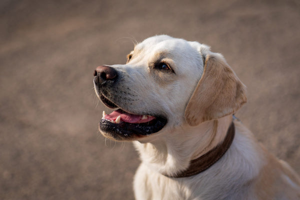 Labrador Retriever: Alles, was du über diese beliebte Hunderasse wissen musst