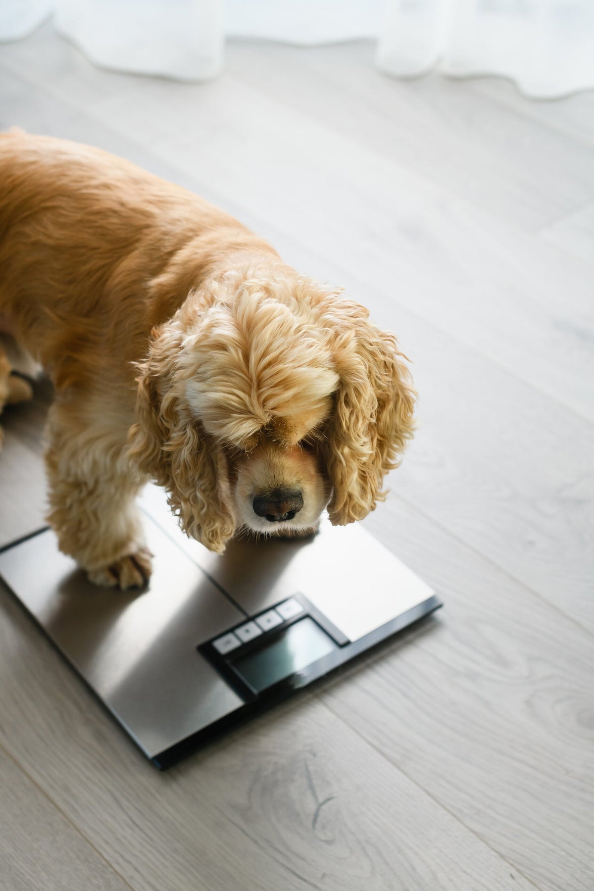 Wie hält man ein gesundes Gewicht für seinen Hund? 5 wichtige Tipps