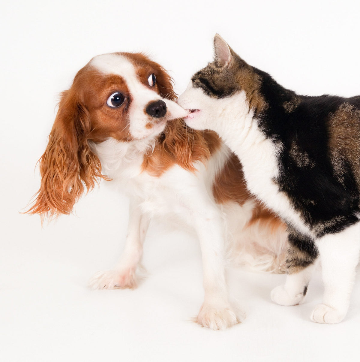 Hunde und Katzen: So gewöhnt man sie aneinander