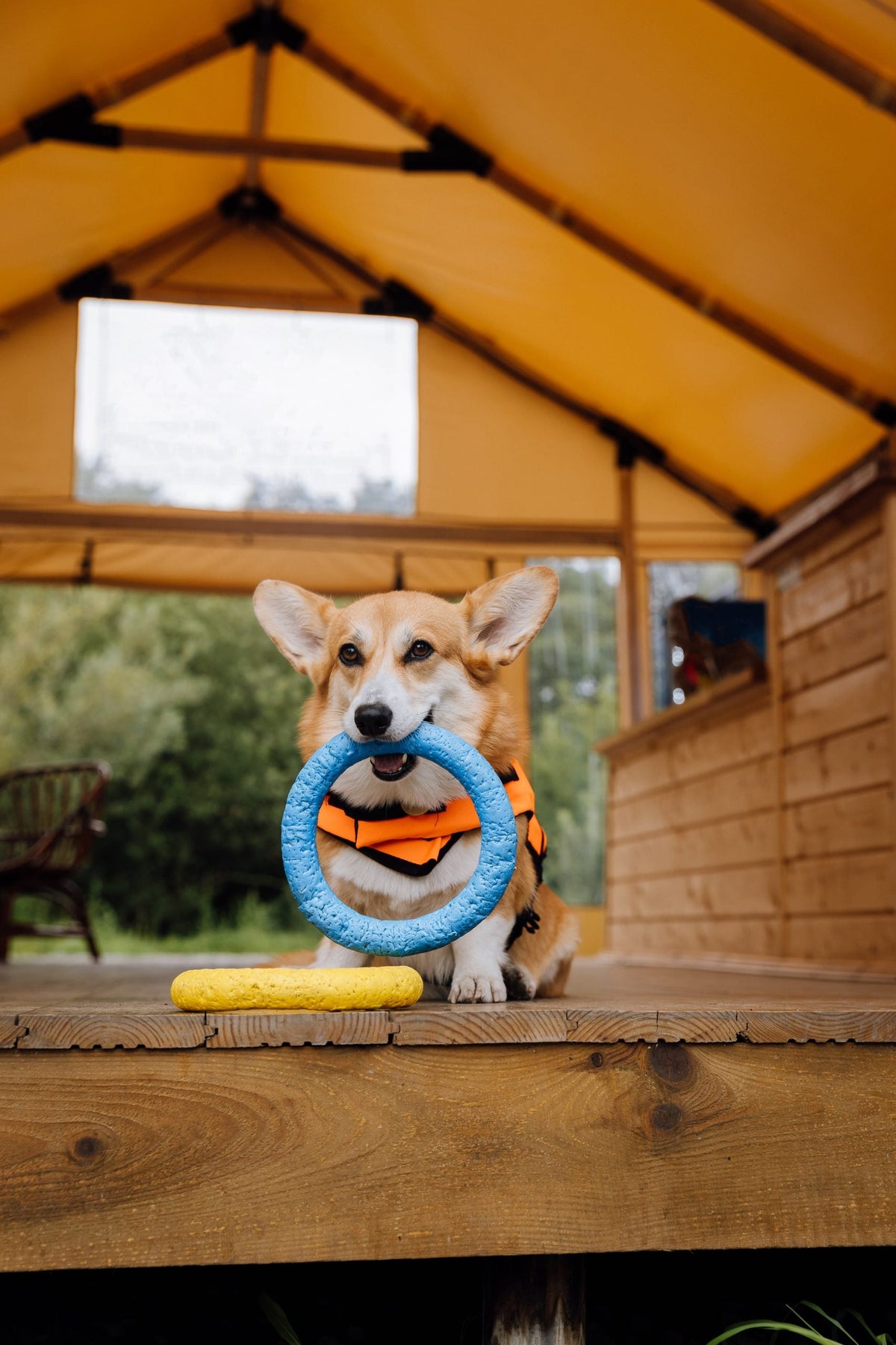 So organisieren Sie eine gute Hundebetreuung, wenn Sie in den Urlaub fahren.