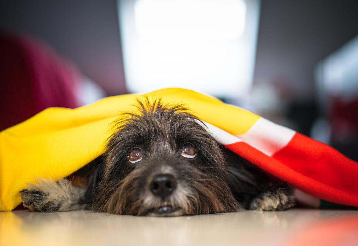 Angst vor Feuerwerk bei Hunden und Katzen