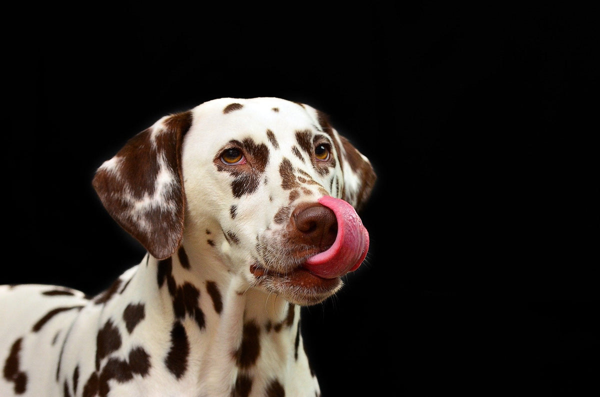 Die natürliche Wahl für einen glücklichen und gesunden Hund oder eine glückliche und gesunde Katze
