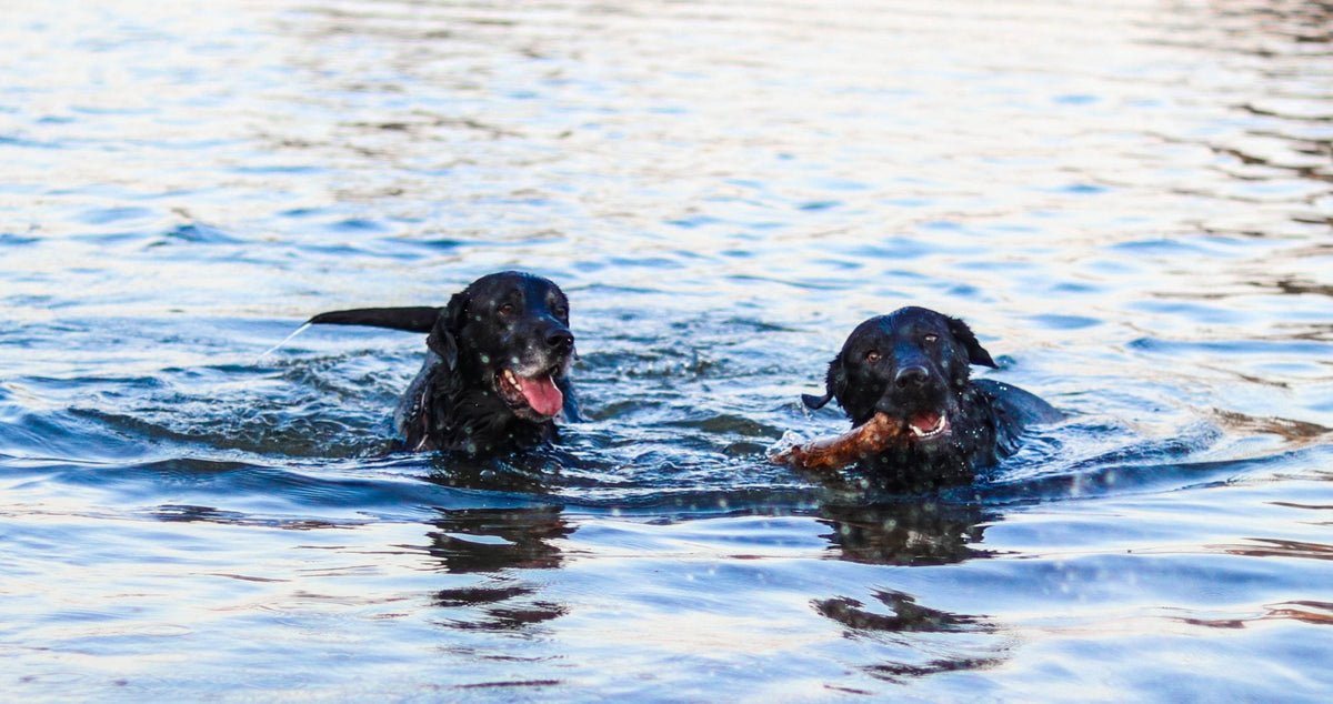Schwimmen mit deinem Hund? Lies zuerst diese 5 Tipps