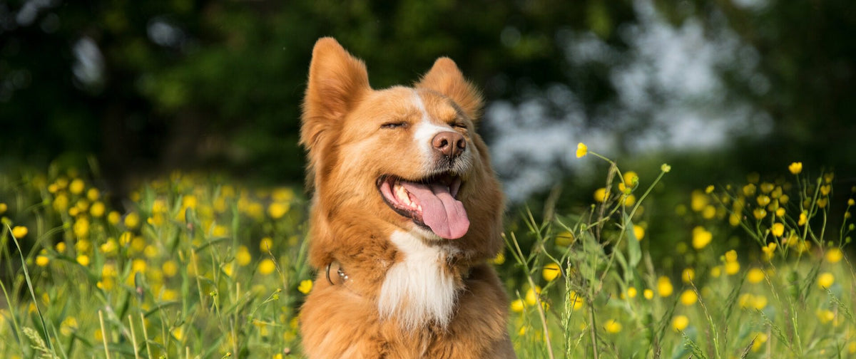 7 Ursachen für Niesen bei Hunden