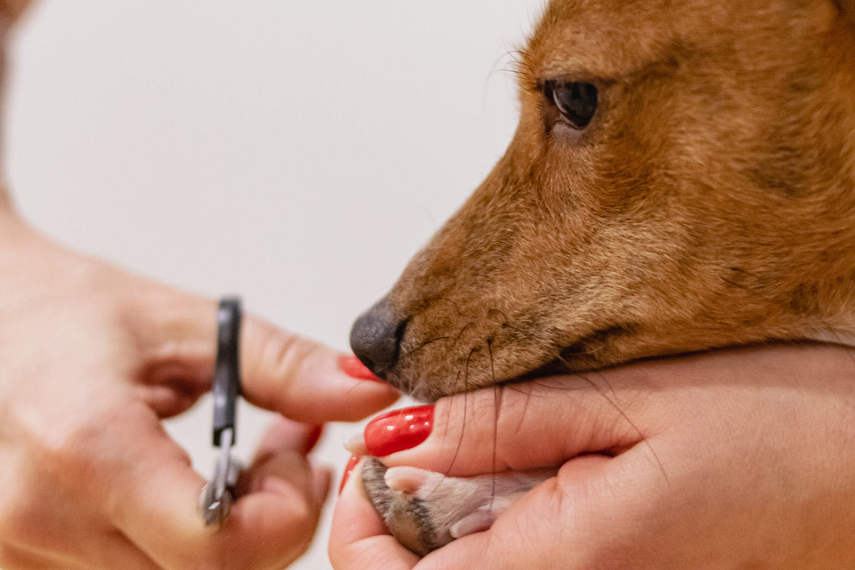 Pflege der Krallen deines Hundes