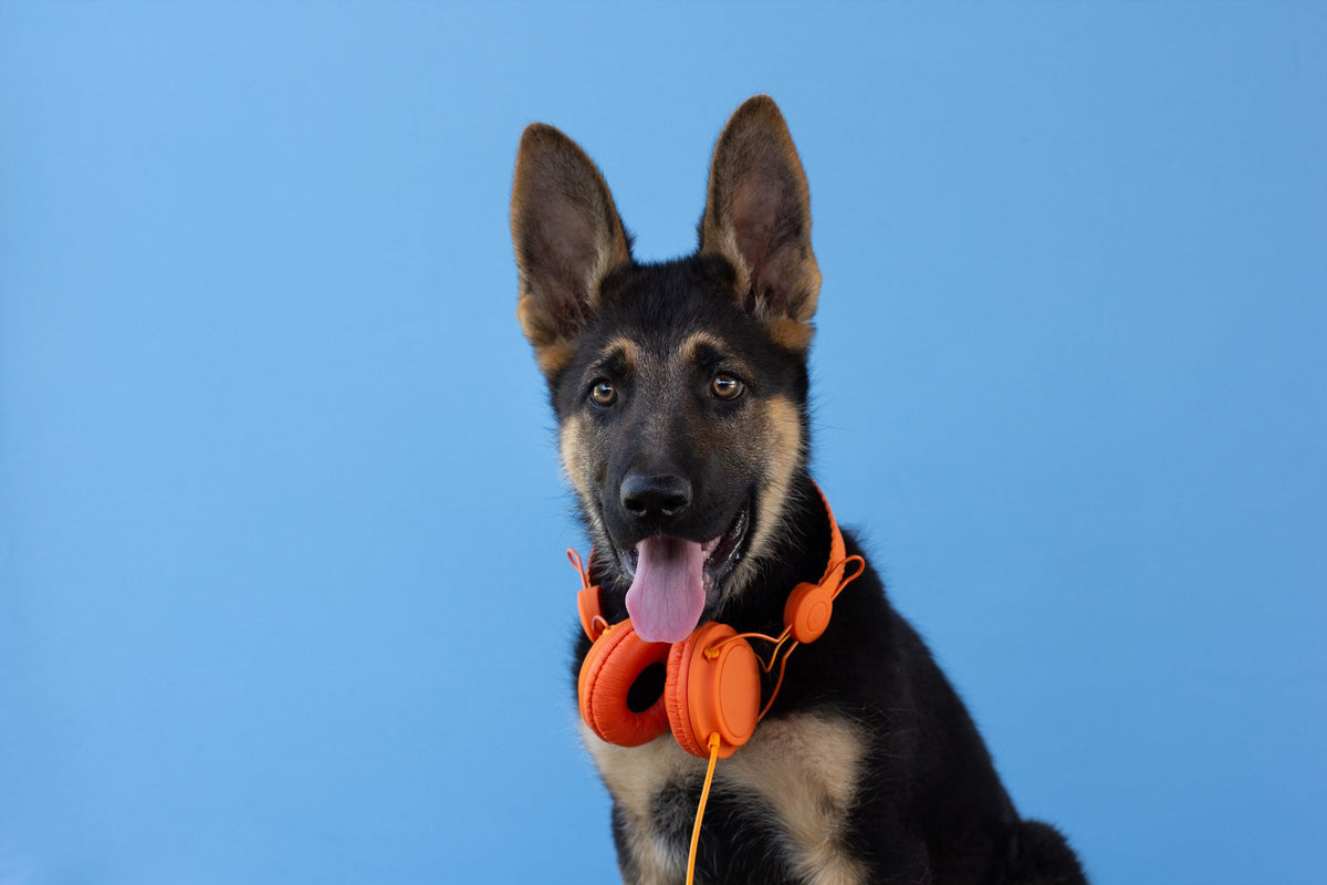 Die schönsten Hundepodcasts