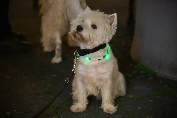 Im Dunkeln sicher mit dem Hund spazieren!