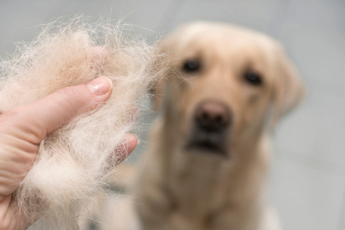 Was man bei Haarausfall bei Hunden und Katzen tun kann