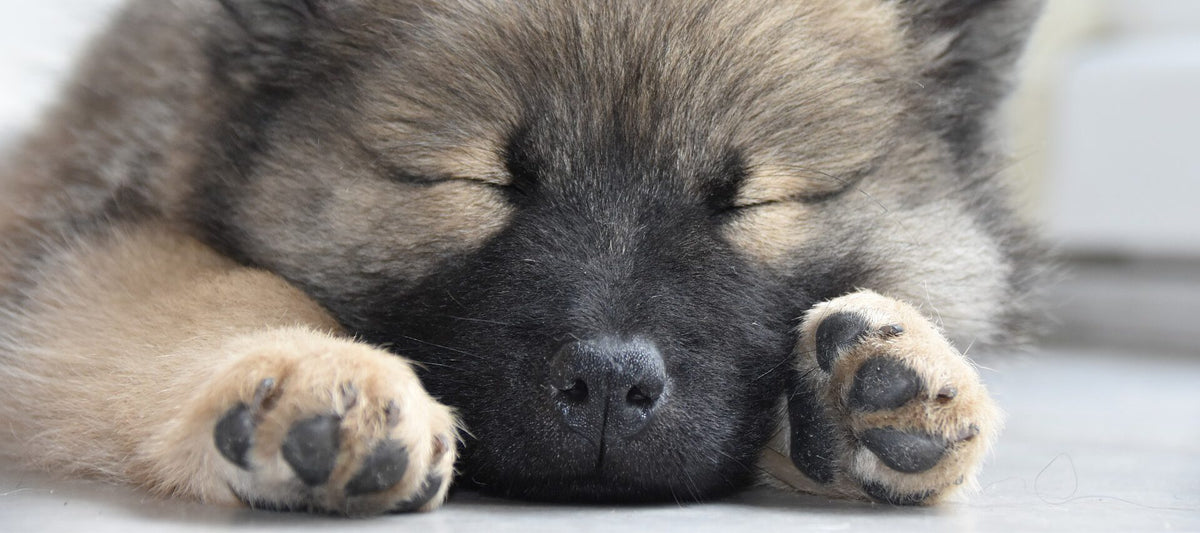 Wie viel Schlaf braucht dein Hund?