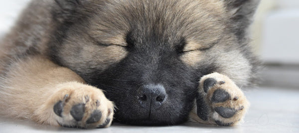 Wie viel Schlaf braucht dein Hund?