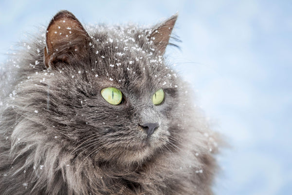 Alles über das Winterfell deiner Katze