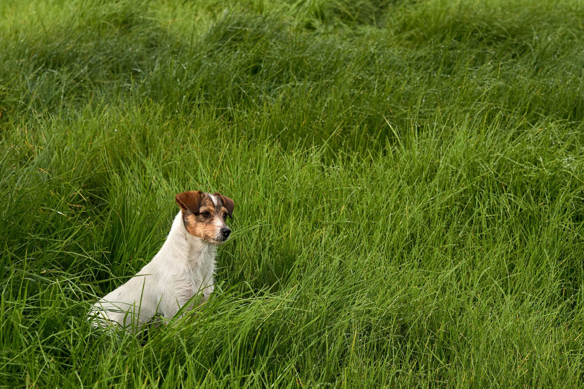 Denksport für Hunde