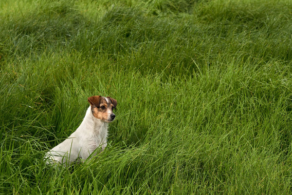Denksport für Hunde