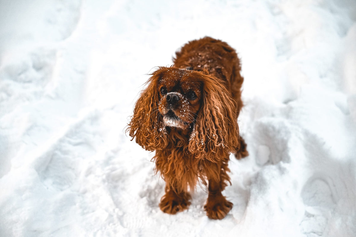Wie kannst du deinem Hund helfen, gut durch den Winter zu kommen?