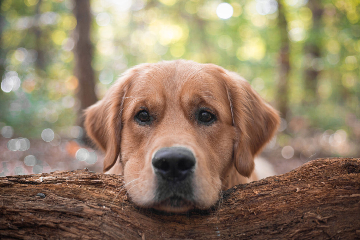 Golden Retriever haben einen ausgeprägten Arbeitswillen