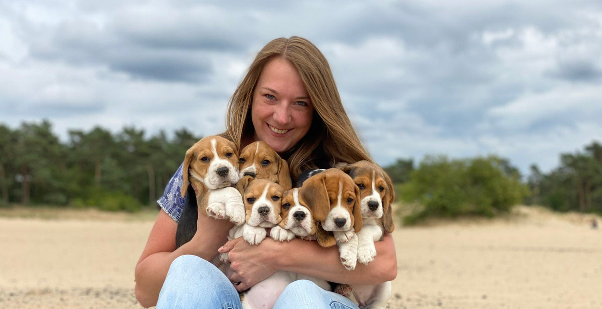 Natürlich können Beagles trainiert werden