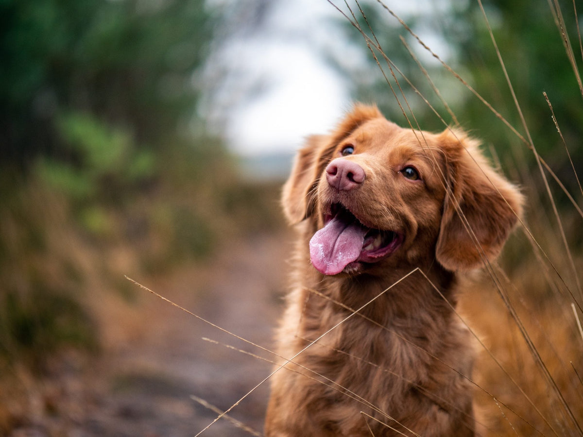 Das BARF-Prinzip: Die 5er Scheibe für den Hund