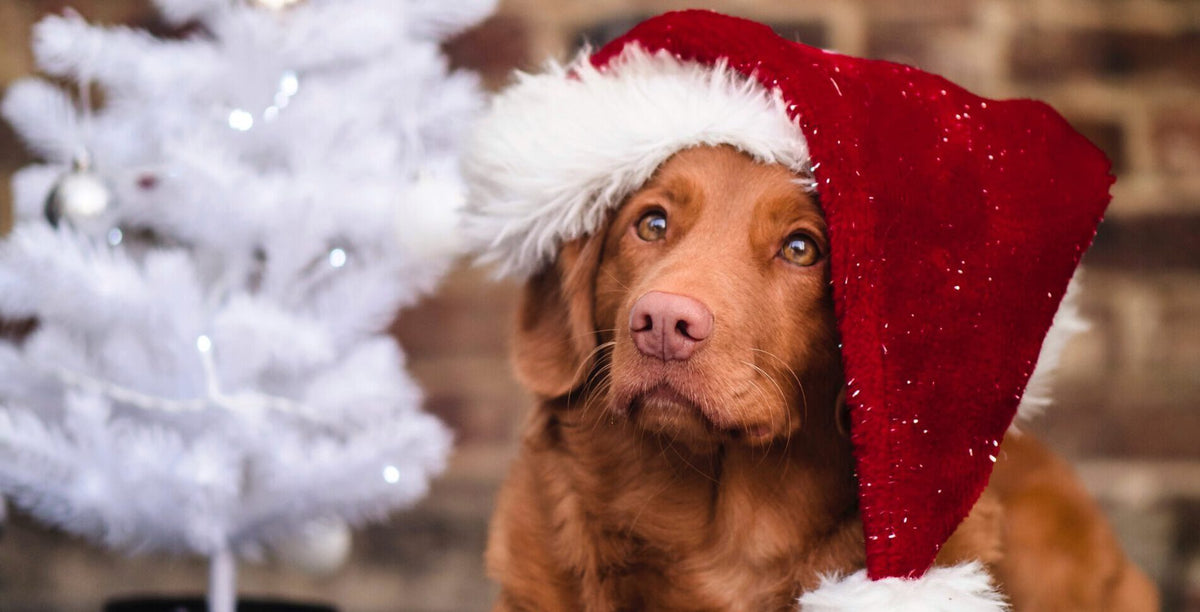 Weihnachtsfilme mit Hunden oder Katzen