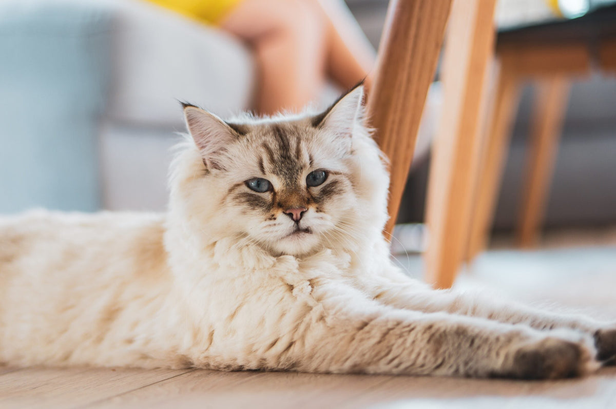 Eine Katze mit vielen Haaren? So entfernen Sie Katzenhaare im Haus
