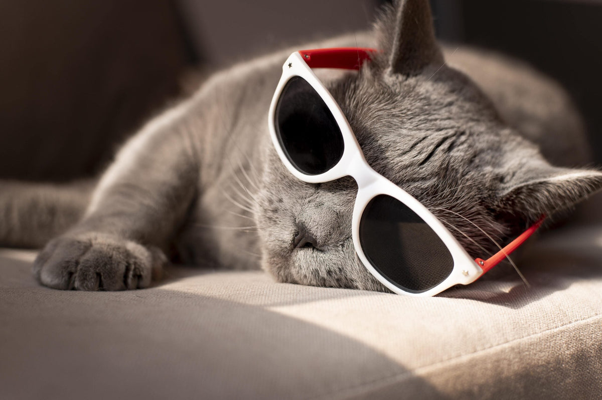 Abkühlung für deine Katze in der Hitze