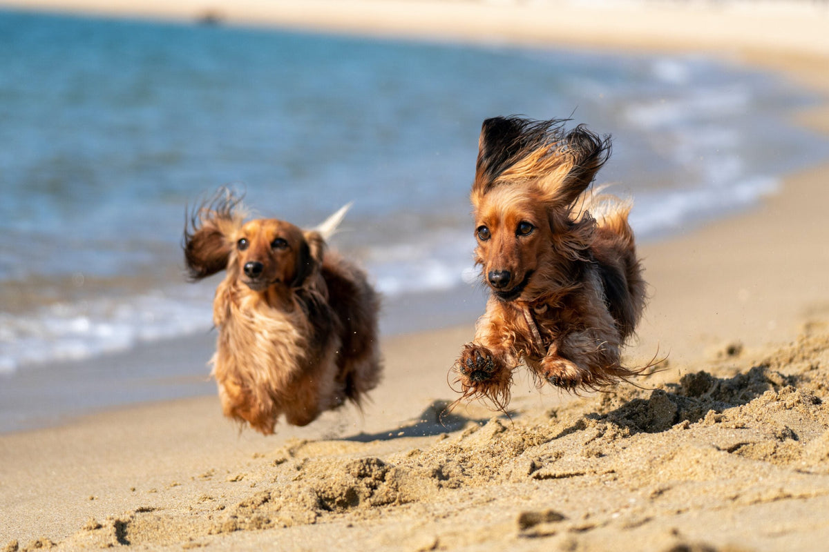 Mit dem Hund ins Wasser: Was müssen Sie beachten?