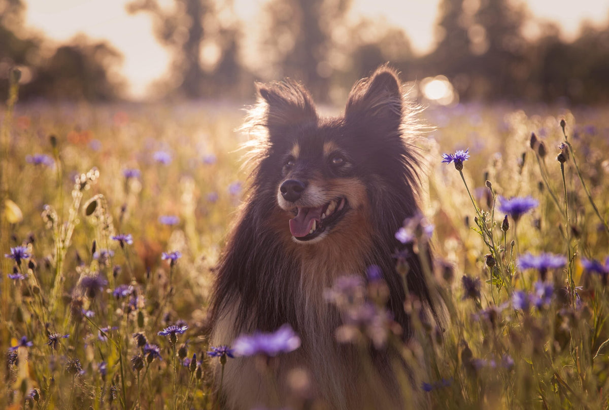 Frühlingsgefühle bei Hunden und Katzen