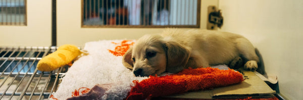 Eine Hundeversicherung abschließen? Hierauf solltest du achten!