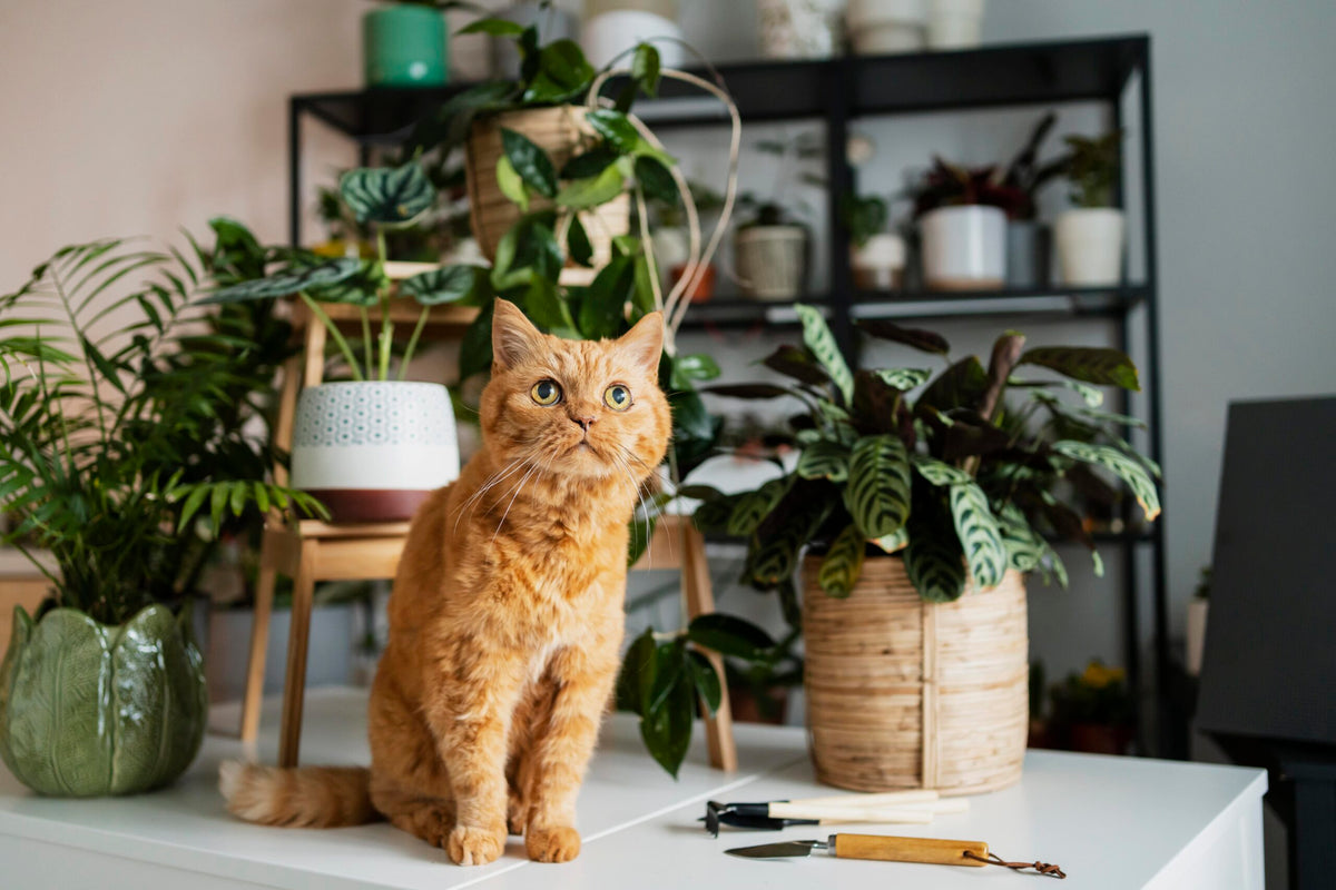 Pflanzen und Katzen: Do’s and Don’ts